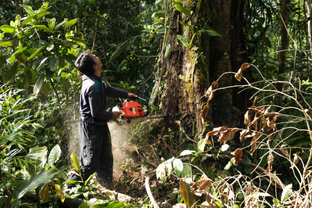 Professional Tree Care Services in St Croix Falls, WI